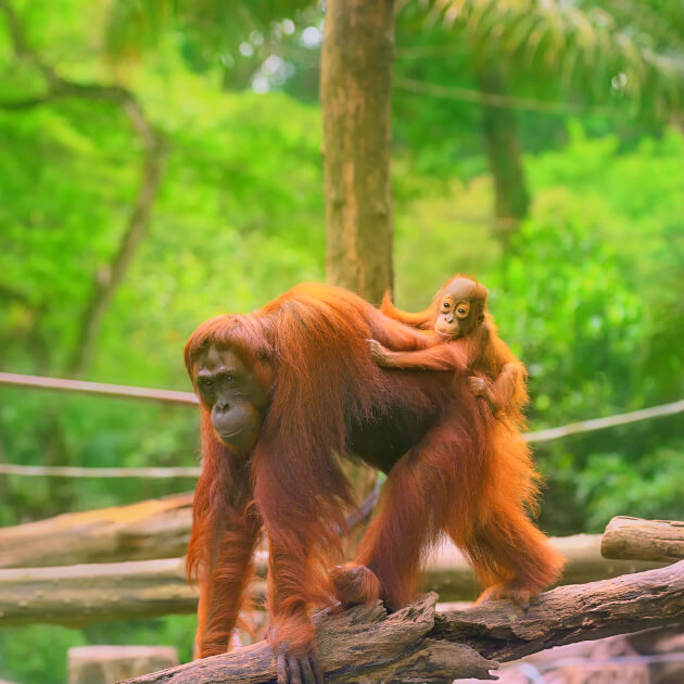 Zu den Informationen über Borneo