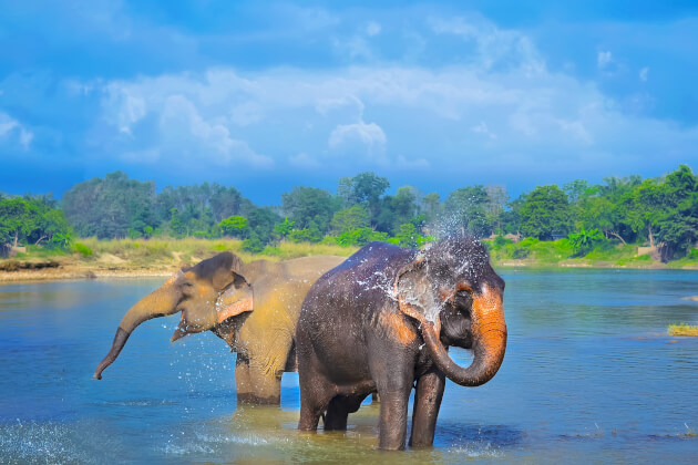Zwei asiatische Elefanten beim Baden im Fluss im Chitwan-Nationalpark in Nepal. | Gebeco