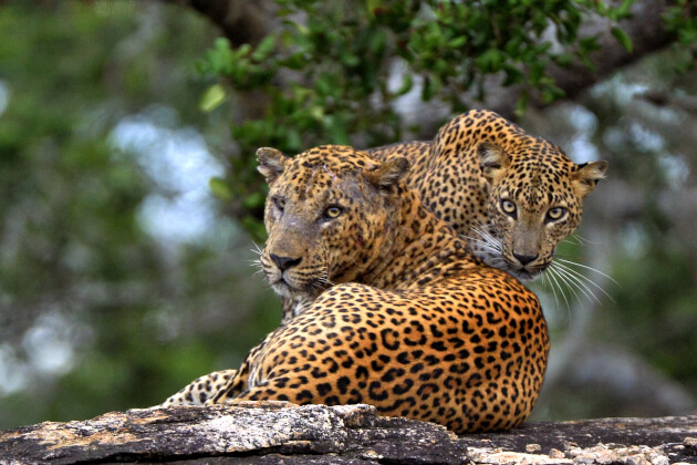 Zwei Leoparden liegen eng aneinander auf einem Felsen im Yala-Nationalpark. | Gebeco