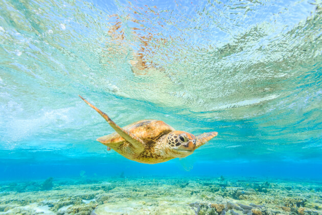 Zu den Informationen über das Great Barrier Reef