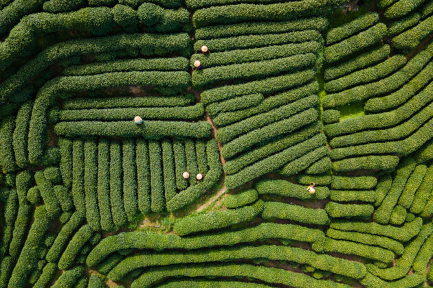 Vogelperspektive auf grüne Teeplantage in China mit mehreren Teepflückern, die zwischen den dicht bepflanzten Reihen arbeiten.