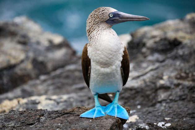 Blaufußtölpel auf den Galápagos-Inseln, Ecuador, mit leuchtend blauen Füßen