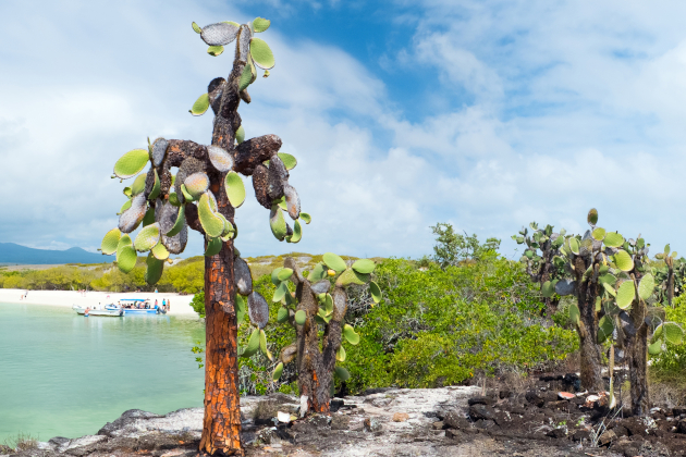 Opuntia-Kakteen auf Santa Cruz, Galápagos-Inseln, Ecuador, mit Strand und türkisfarbenem Meer