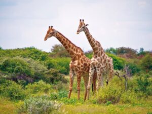 Giraffen im Etosha Nationalpark, Namibia I Gebeco