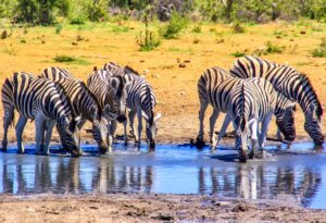Zebras an einer Wasserstelle im Etosha-Nationalpark, Namibia I Gebeco