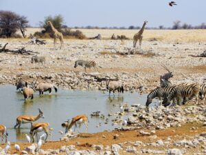 Tiervielfalt an einer Wasserstelle im Etosha, Namibia I Gebeco
