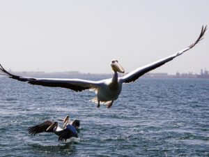 Fliegende Pelikane am Walvis Bay, Namibia I Gebeco