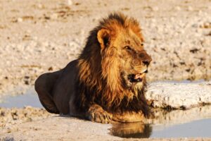 Löwe liegend an einer Wasserstelle, Namibia