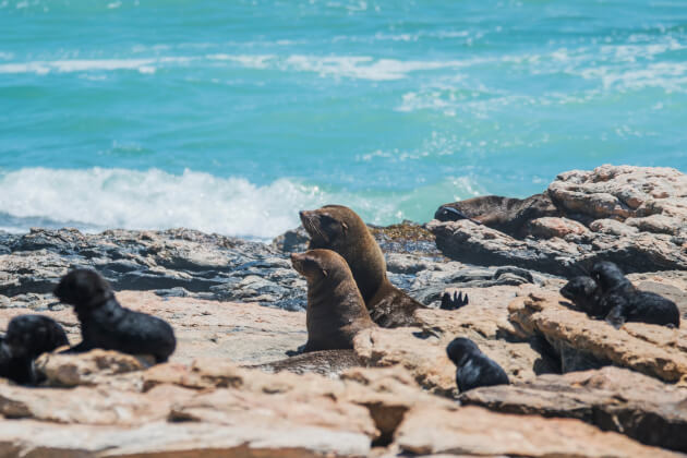 Seelöwen ruhen auf einem Felsen im Meer vor der Küste von Lüderitz, Namibia. | Gebeco