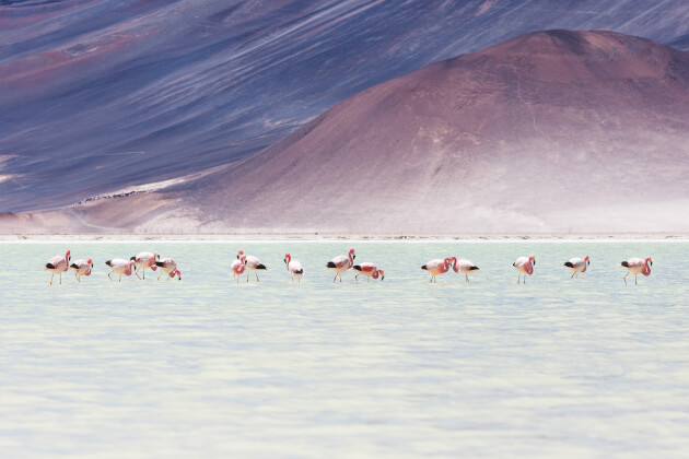 Flamingos im seichten Wasser der Atacama-Salzwüste mit violett-braunen Andenbergen im Hintergrund. | Gebeco