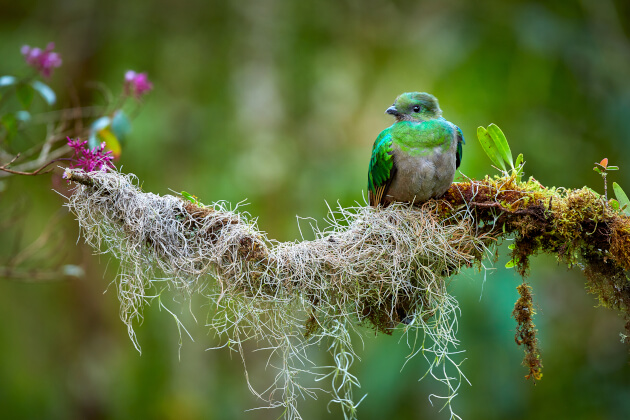 Männlicher Quetzal-Vogel mit grünem Gefieder auf moosbedecktem Ast im Nebelwald von Costa Rica. | Gebeco