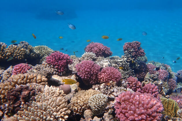 Hafen von Hurghada mit mehreren Yachten, die im klaren Wasser liegen. Im Hintergrund sind bunte Häuser und Gebäude der Stadt zu sehen, die dem Hafen eine lebendige und malerische Atmosphäre verleihen. | Gebeco