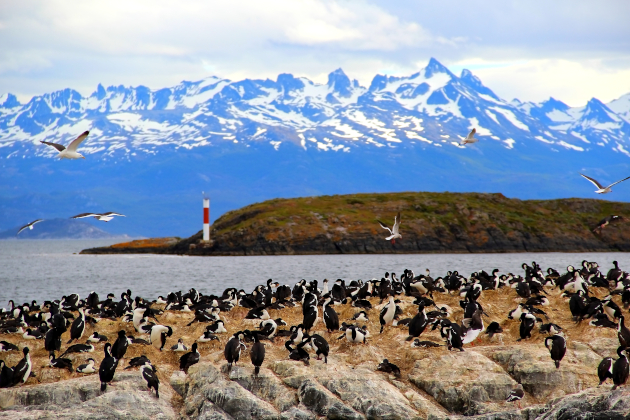 Vogelinsel im Beagle-Kanal bei Ushuaia Argentinien – Kolonie von Seevögeln vor schneebedeckten Bergen