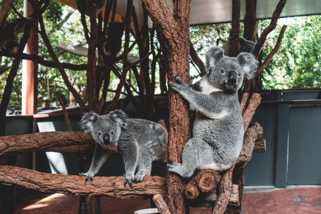Zwei Koalas klettern auf Ästen im Lone Pine Koala Sanctuary in Brisbane, Australien. | Gebeco