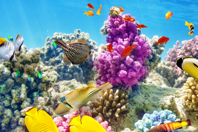 Australien Great Barrier Reef bunte Korallen und tropische Fische Unterwasserwelt | Gebeco