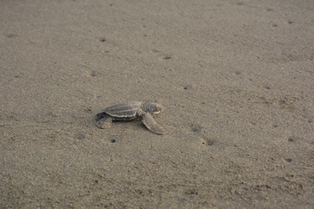 Costa Rica Lederschildkröte Baby am Strand Naturparadies | Gebeco