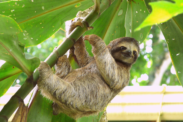 Costa Rica Puerto Viejo – Faultier | Gebeco