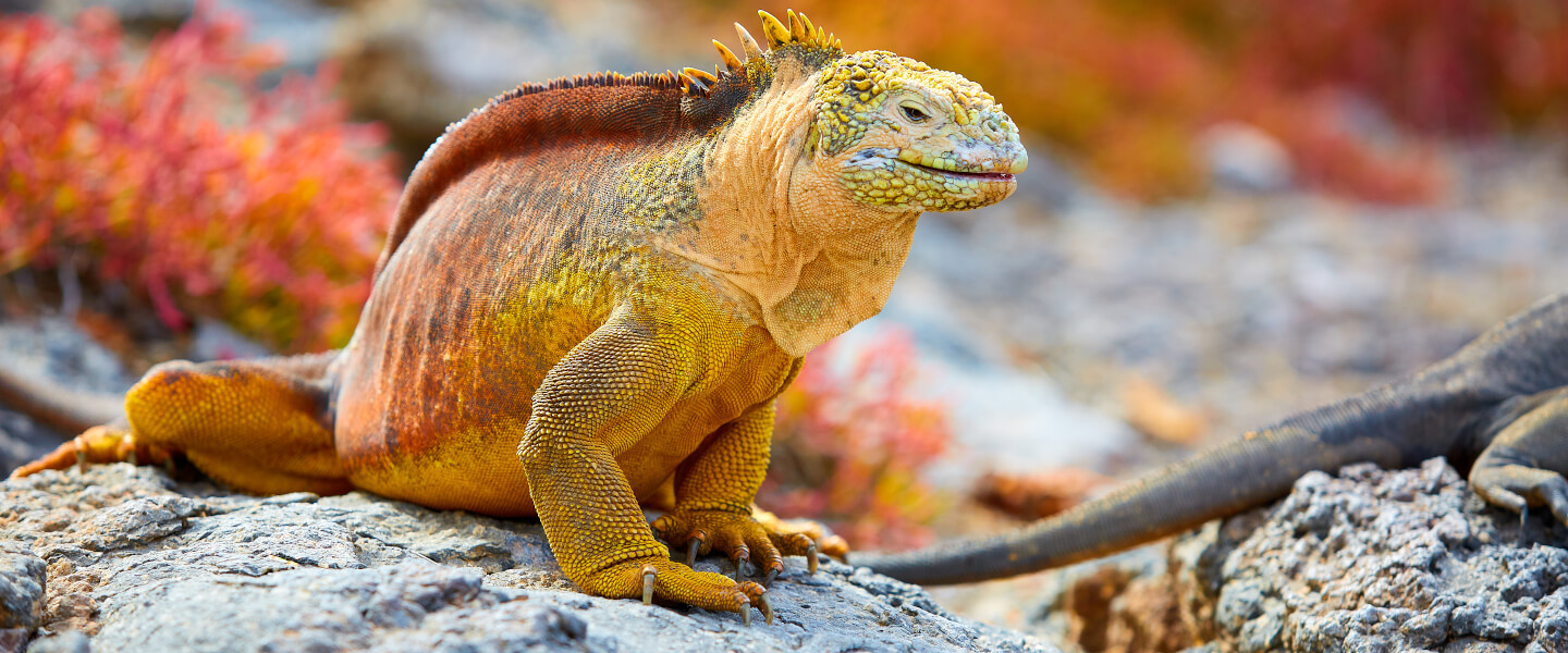 Galapagosinseln
