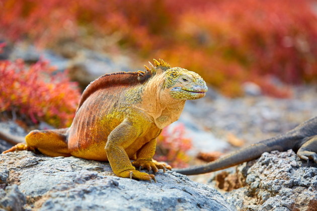 Ecuador Galápagos – Landleguan auf Felsen in einzigartiger Inselwelt | Gebeco