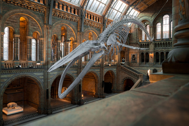 Skelett eines Blauwals im großen Eingangsbereich des Natural History Museum London mit neoromanischer Architektur