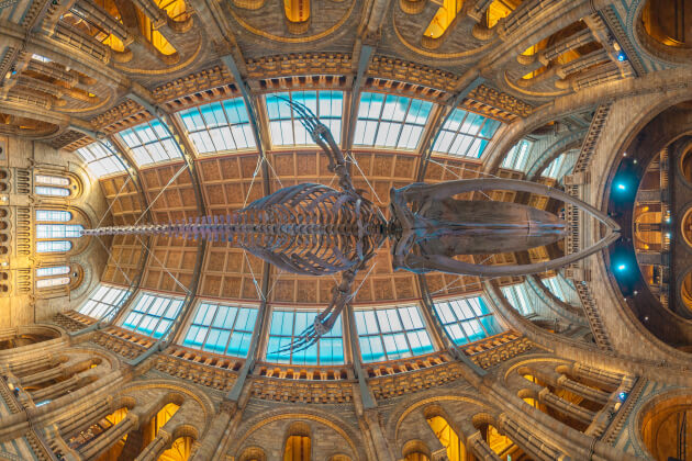 Blauwalskelett „Hope“ im Lichthof des Naturhistorischen Museums in London.