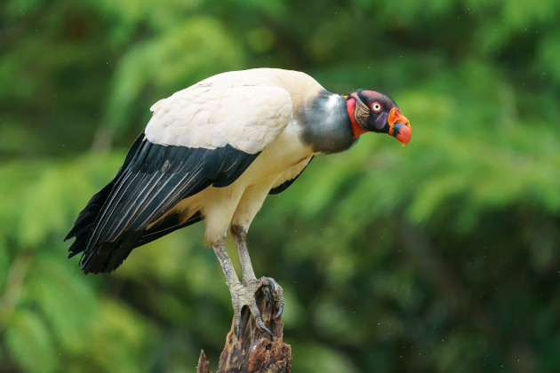 Königsgeier in Honduras auf einem Ast mit farbigem Kopfgefieder und grüner Natur im Hintergrund