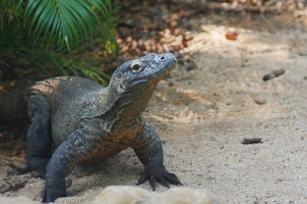 Großer Komodowaran in seiner natürlichen Umgebung auf der Insel Komodo in Indonesien. | Gebeco