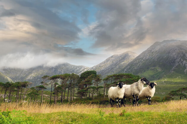 Zu den Informationen über Connemara