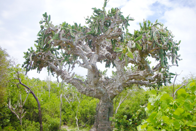 Kaktusbaum im Varahicacos Ecological Preserve bei Varadero, Kuba in tropischer Vegetation
