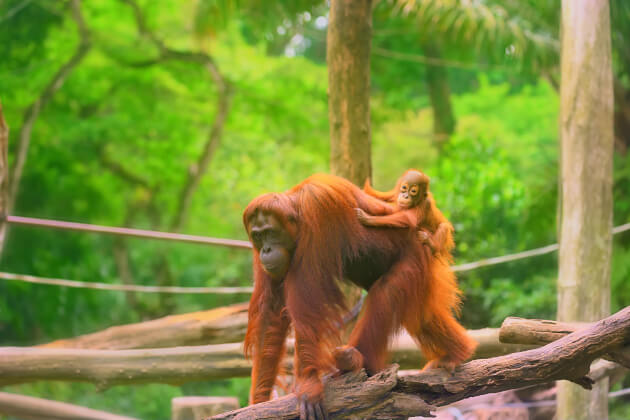 Zu den Informationen über Borneo