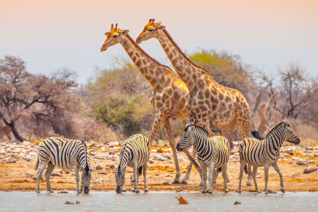 Zebras am Wasser mit zwei vorbeigehenden Giraffen im Etosha-Nationalpark, Namibia. | Gebeco