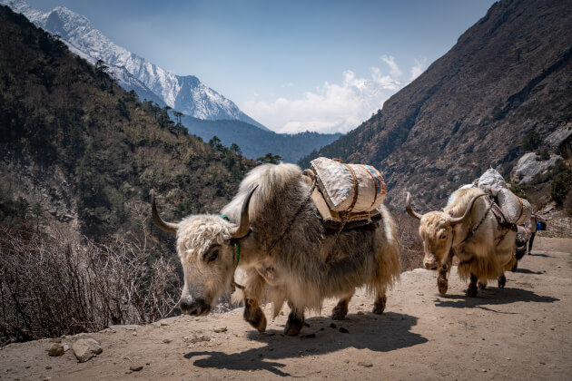 Yaks auf einem Bergpfad im Sagarmatha-Nationalpark Nepal mit Blick auf den Himalaya. | Gebeco
