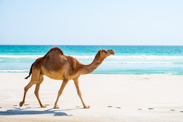 Zu den Informationen über Dhofar