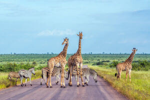 Giraffen und Zebras überqueren Straße im Krüger-Nationalpark, Südafrika, bei Tageslicht. | Gebeco
