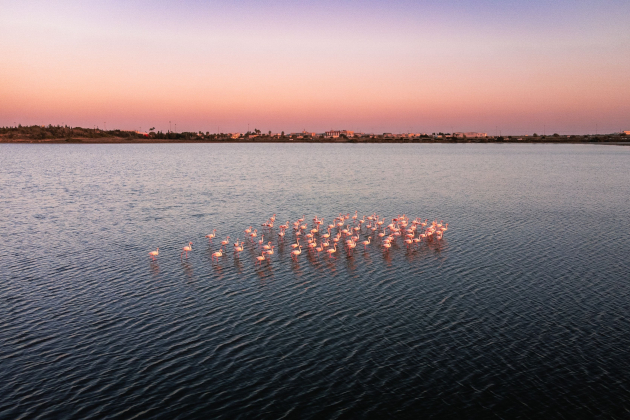 Flamingos im Salzsee von Larnaka bei Sonnenuntergang, Zypern