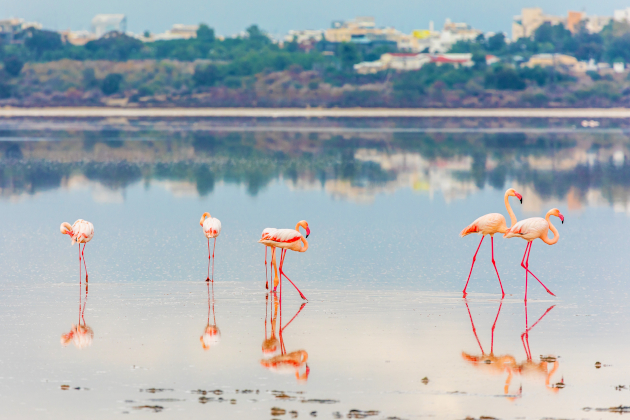 Rosa Flamingos im Salzsee von Larnaca in Zypern | Gebeco