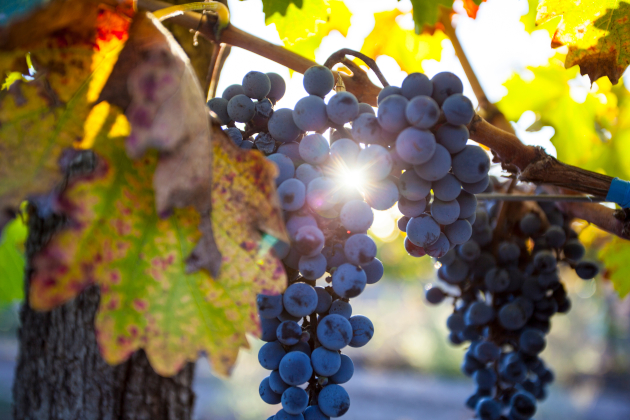 Weintrauben in Mendoza Argentinien – Malbec-Reben im Sonnenlicht
