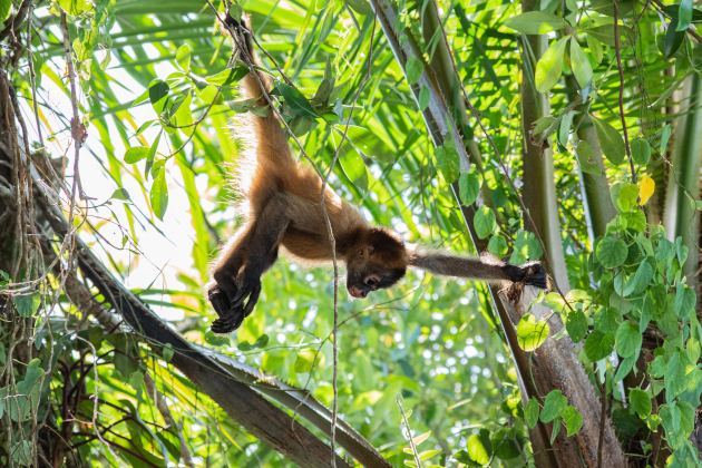Affe im Nationalpark Tortugueroauf Costa Rica | Gebeco