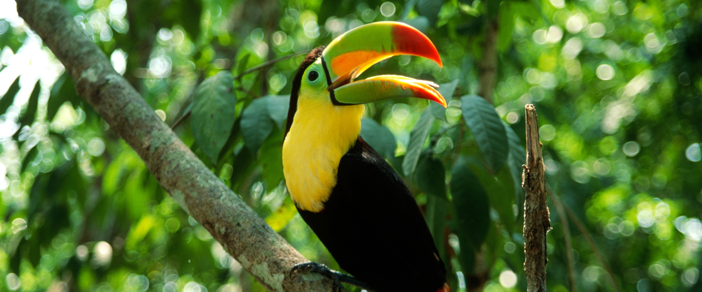 Tukan im Manuel-Antonio-Nationalpark – tropisches Naturparadies in Costa Rica