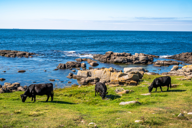 Küstenlandschaft auf Bornholm mit grasenden Rindern und Meerblick. | Gebeco