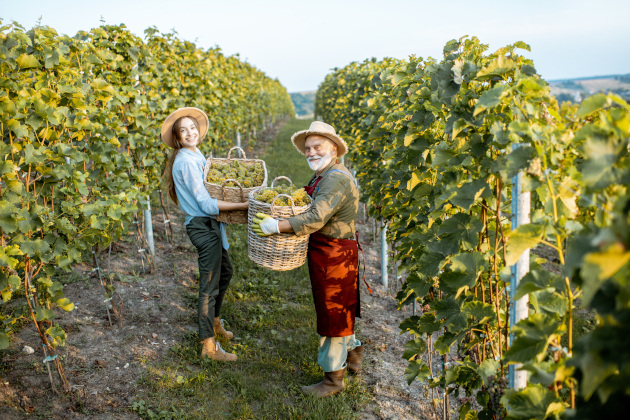 Weinbauer in Frankreich halten einen Korb mit Weintrauben. Im Hintergrund sind Weinstöcke zu sehen.
