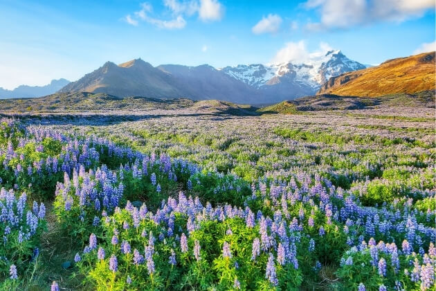 Island Lupinen-Felder im Sommer – Violette Blütenpracht vor schneebedeckten Bergen und dramatischer Landschaft Zu den Ländertipps für Island