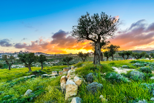 Blick auf Olivenbäume und Bethlehem in Israel | Gebeco