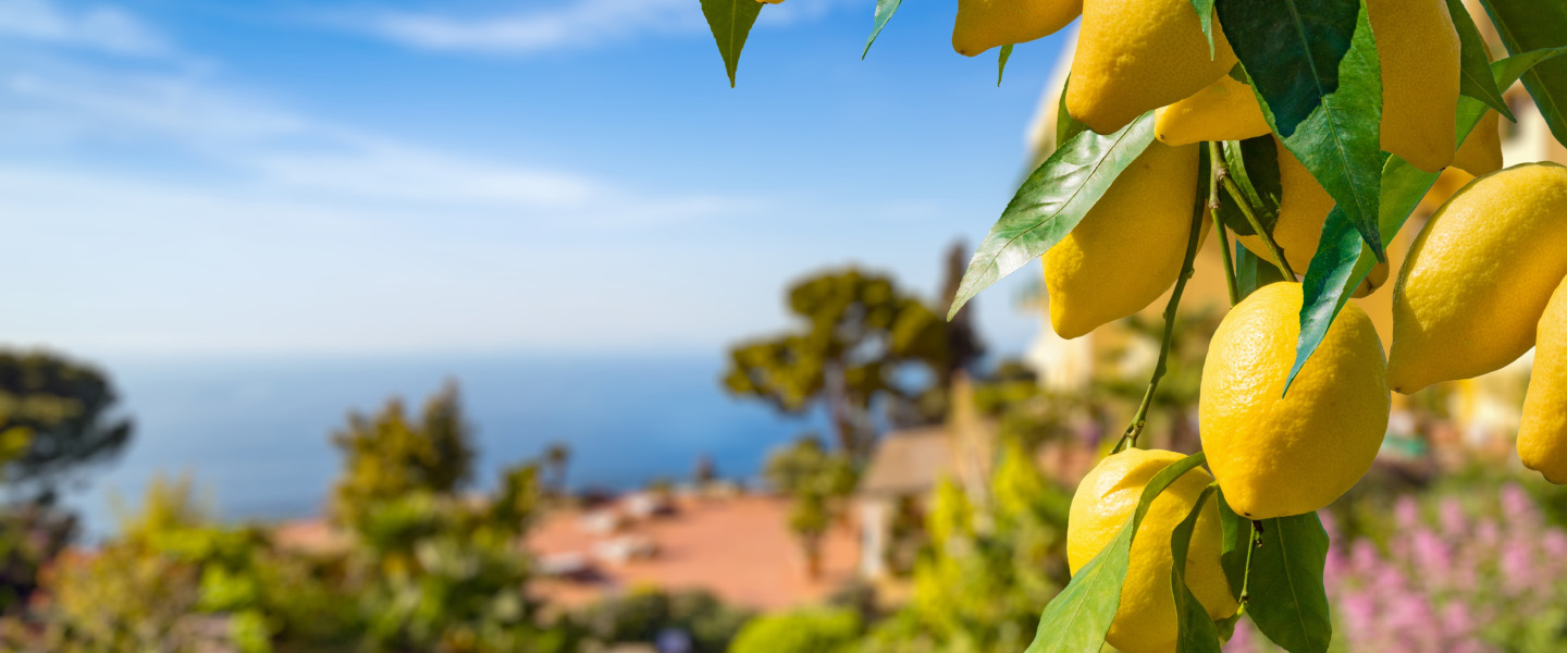 Bild zum Artikel "Citrons à Menton - Zitronenfest an der Côte d'Azur"