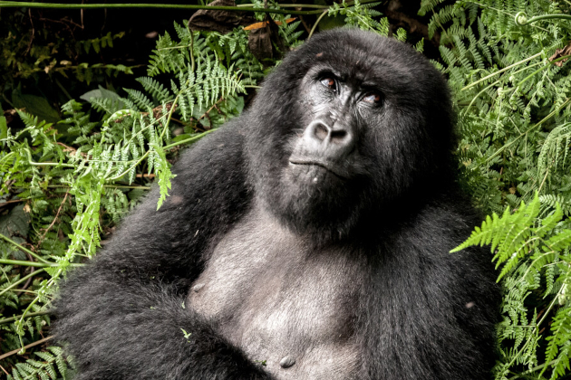 Zu den Ländertipps für Uganda