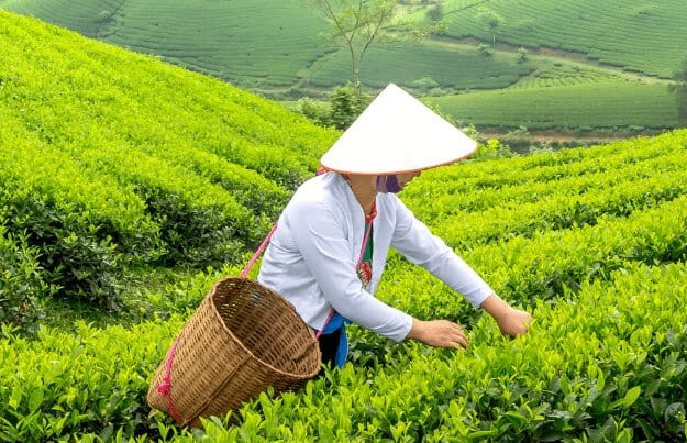 Teepflückerin in China | Gebeco