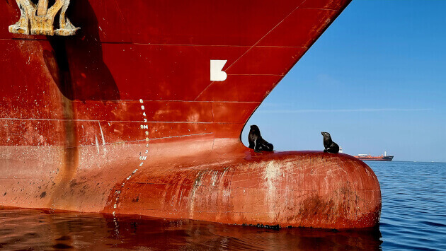 Zwei Robben liegen auf dem rot gestrichenen Bug eines Frachtschiffs; ruhige See, klarer Himmel und ein weiteres Schiff am Horizont.