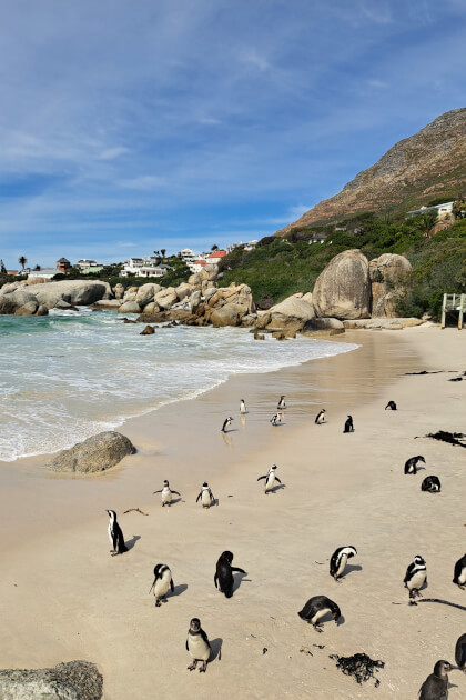 Afrikanische Pinguine am Sandstrand von Boulders Beach, Kapstadt, zwischen Brandung und Felsen