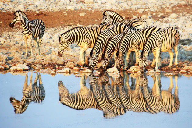 Zebras am Wasserloch im Etosha‑Nationalpark, Namibia — Gruppe trinkt, klare Spiegelung im Wasser vor felsigem Ufer